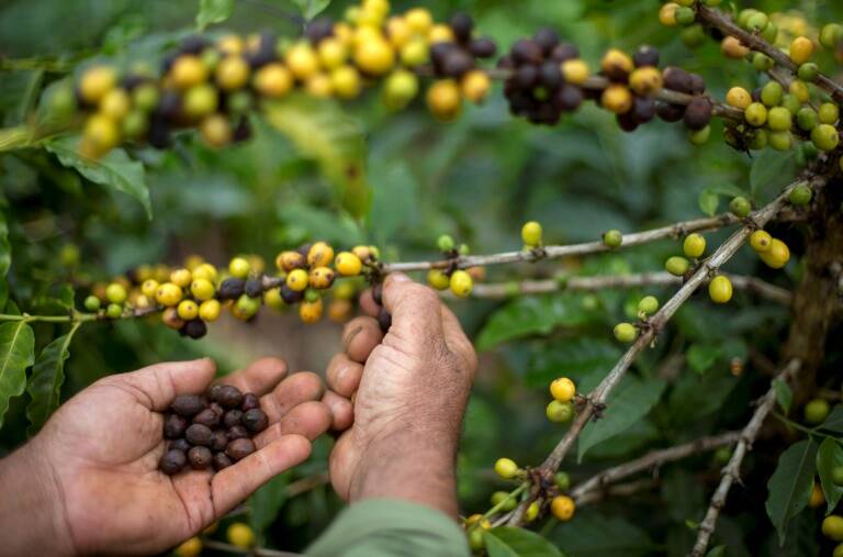 Brasil,agricultura,gastronomía,consumidores,café