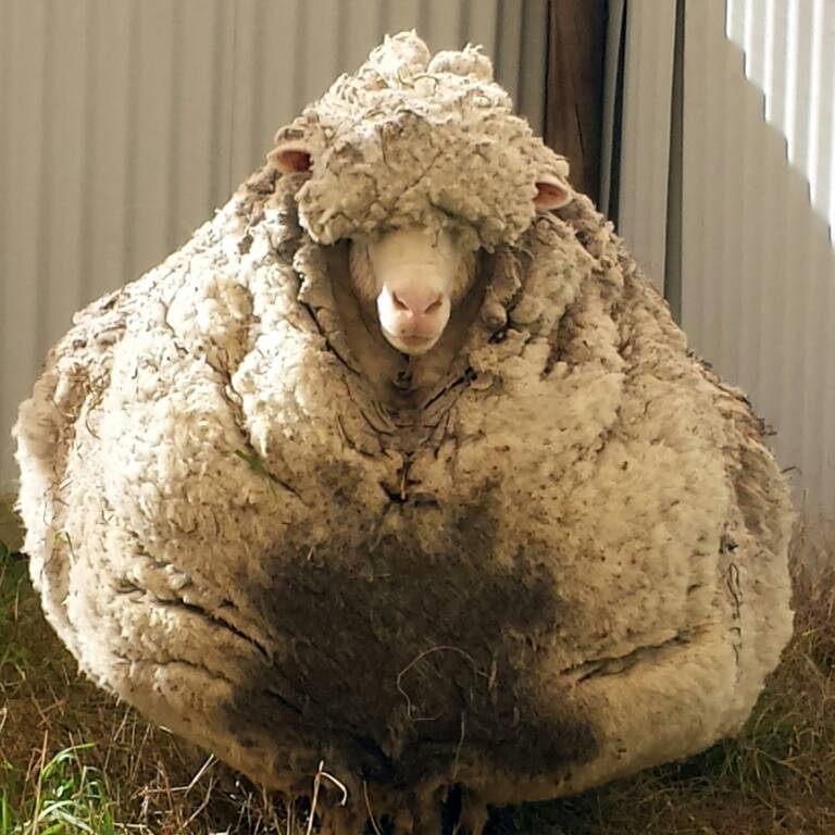 Australia,animal,sheep