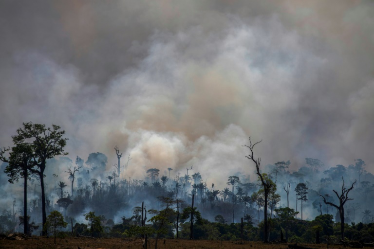 HRW denuncia aumento de agresiones contra defensores de la Amazonía en  Brasil
