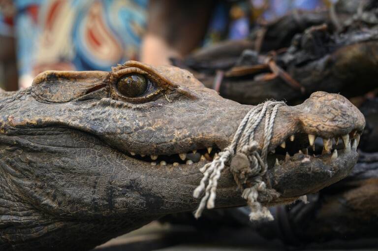 RDCongo - animales - medioambiente - fleuve - caza