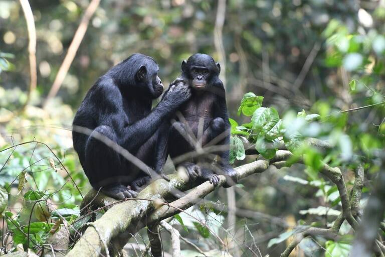 US,animal,bonobos,science