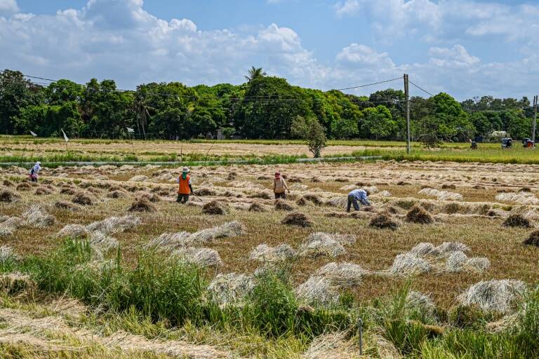 Philippines - agriculture - rice - biotechnology